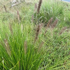 Cenchrus purpurascens (Swamp Foxtail) at Tharwa, ACT by AdamHenderson