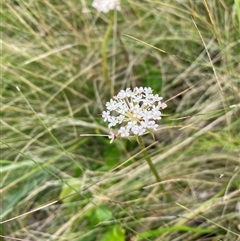 Trachymene humilis subsp. humilis (Alpine Trachymene) at Booth, ACT - 30 Jan 2025 by AdamHenderson