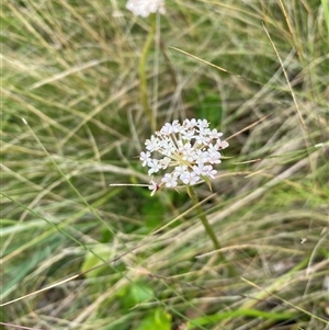 Trachymene humilis subsp. humilis (Alpine Trachymene) at Booth, ACT by AdamHenderson