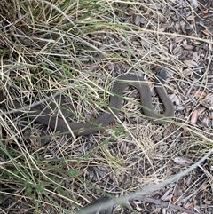 Drysdalia coronoides (White-lipped Snake) at Booth, ACT - 31 Jan 2025 by AdamHenderson