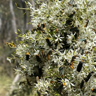 Chauliognathus lugubris (Plague Soldier Beetle) at Booth, ACT - 31 Jan 2025 by AdamHenderson