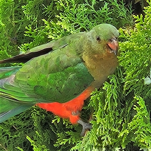 Alisterus scapularis (Australian King-Parrot) at Braidwood, NSW by MatthewFrawley