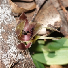 Chiloglottis valida (Large Bird Orchid) at Tinderry, NSW - 20 Nov 2024 by RobG1