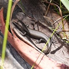 Liopholis montana (Mountain Skink, Tan-backed Skink) by RobG1