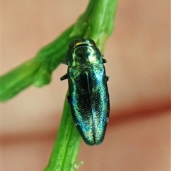 Unidentified Jewel beetle (Buprestidae) at Cook, ACT - 30 Jan 2025 by CathB