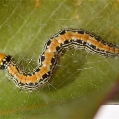 Epipaschiinae immature unidentifiedspecies (subfamily) by DianneClarke