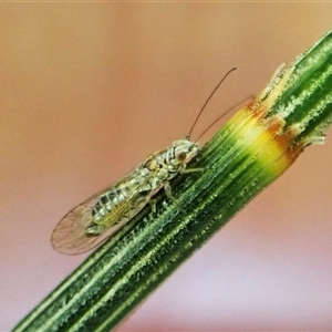 Psyllidae sp. (family) (Unidentified psyllid or lerp insect) at Cook, ACT - 31 Jan 2025 by CathB