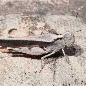 Cryptobothrus chrysophorus at Jerrabomberra, NSW - suppressed