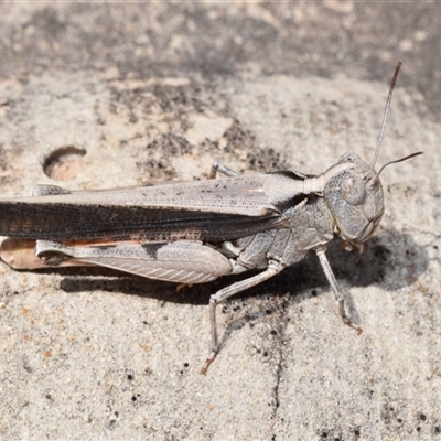 Unidentified Grasshopper (several families) at Jerrabomberra, NSW - 31 Jan 2025 by DianneClarke