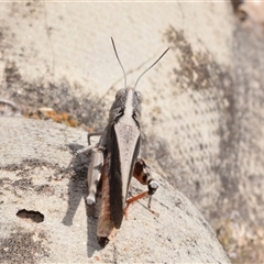 Cryptobothrus chrysophorus at Jerrabomberra, NSW - suppressed