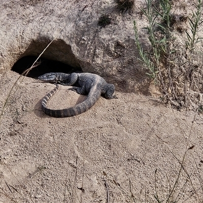 Varanus rosenbergi (Heath or Rosenberg's Monitor) at Rendezvous Creek, ACT - 30 Jan 2025 by BethanyDunne