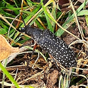 Rhipicera (Agathorhipis) femorata (Feather-horned beetle) at Paddys Flat, NSW by kandg