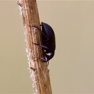 Alleculinae sp. (Subfamily) at Strathnairn, ACT - 21 Jan 2023 04:19 PM