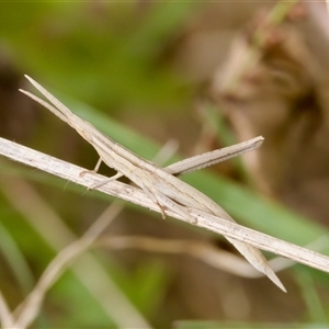 Acrida conica (Giant green slantface) at Strathnairn, ACT by KorinneM