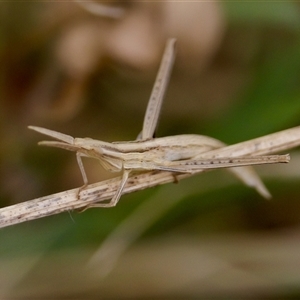 Acrida conica at Strathnairn, ACT - 21 Jan 2023 04:24 PM