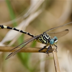 Austrogomphus cornutus (Unicorn Hunter) at Strathnairn, ACT - 21 Jan 2023 by KorinneM