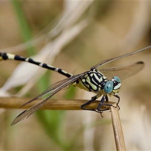 Austrogomphus cornutus (Unicorn Hunter) at Strathnairn, ACT by KorinneM