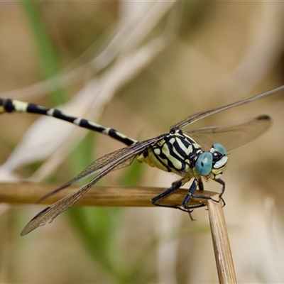 Austrogomphus cornutus (Unicorn Hunter) at Strathnairn, ACT - 21 Jan 2023 by KorinneM