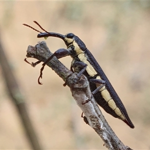 Rhinotia phoenicoptera (Belid weevil) at Yass River, NSW by SenexRugosus