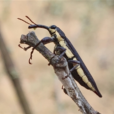 Rhinotia phoenicoptera (Belid weevil) at Yass River, NSW - 31 Jan 2025 by SenexRugosus