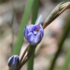 Thelymitra x truncata at Tinderry, NSW - 20 Nov 2024 by RobG1