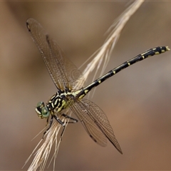 Austrogomphus ochraceus (Jade Hunter) at Strathnairn, ACT - 21 Jan 2023 by KorinneM