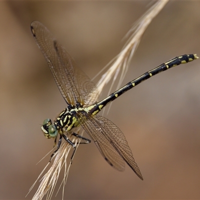 Austrogomphus ochraceus (Jade Hunter) at Strathnairn, ACT - 21 Jan 2023 by KorinneM