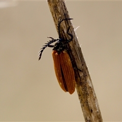 Porrostoma rhipidium (Long-nosed Lycid (Net-winged) beetle) at Strathnairn, ACT - 21 Jan 2023 by KorinneM