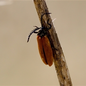 Porrostoma rhipidium (Long-nosed Lycid (Net-winged) beetle) at Strathnairn, ACT by KorinneM