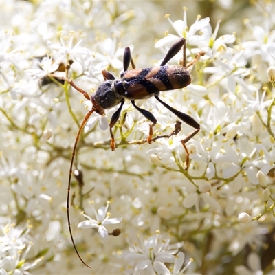 Aridaeus thoracicus (Tiger Longicorn Beetle) at Strathnairn, ACT - 21 Jan 2023 by KorinneM