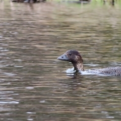 Biziura lobata (Musk Duck) at Googong, NSW - 30 Jan 2025 by MB