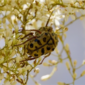 Neorrhina punctatum (Spotted flower chafer) at Strathnairn, ACT by KorinneM