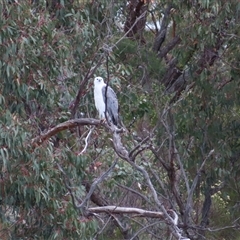 Haliaeetus leucogaster (White-bellied Sea-Eagle) at Yarrow, NSW - 31 Jan 2025 by MB