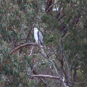 Elanus axillaris at Yarrow, NSW by MB