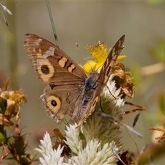 Junonia villida (Meadow Argus) at Strathnairn, ACT - 21 Jan 2023 by KorinneM