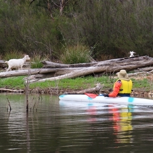 Capra hircus (Wild Goat) at Googong, NSW by MB