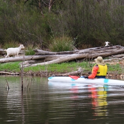 Capra hircus (Wild Goat) at Googong, NSW - 31 Jan 2025 by MB