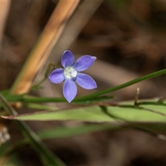 Wahlenbergia sp. at Lawson, ACT - 27 Jan 2025 by AlisonMilton