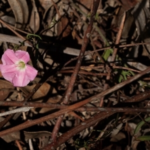 Convolvulus angustissimus subsp. angustissimus (Australian Bindweed) at Lawson, ACT by AlisonMilton