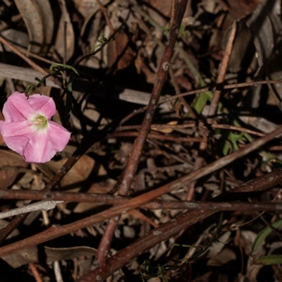 Convolvulus angustissimus subsp. angustissimus (Australian Bindweed) at Lawson, ACT - 27 Jan 2025 by AlisonMilton