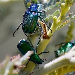 Diphucephala sp. (genus) (Green Scarab Beetle) at Strathnairn, ACT - 21 Jan 2023 by KorinneM