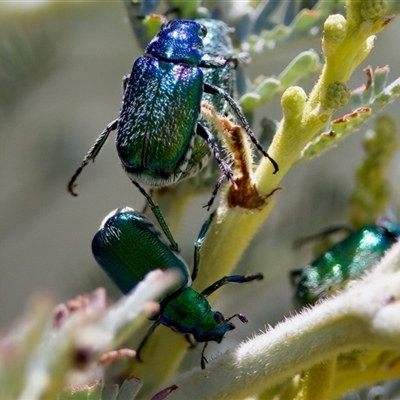 Diphucephala sp. (genus) (Green Scarab Beetle) at Strathnairn, ACT - 21 Jan 2023 by KorinneM