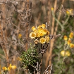 Chrysocephalum semipapposum (Clustered Everlasting) at Lawson, ACT - 28 Jan 2025 by AlisonMilton