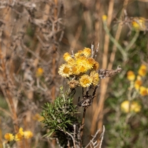 Chrysocephalum semipapposum (Clustered Everlasting) at Lawson, ACT by AlisonMilton