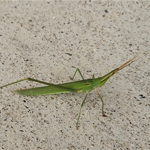 Acrida conica (Giant green slantface) at Page, ACT by sangio7