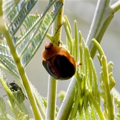 Dicranosterna immaculata (Acacia leaf beetle) at Strathnairn, ACT - 21 Jan 2023 by KorinneM