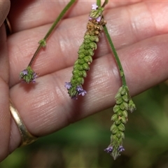 Verbena caracasana (Purple Top) at Lawson, ACT - 27 Jan 2025 by AlisonMilton