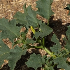 Datura sp. (A Thornapple) at Lawson, ACT - 27 Jan 2025 by AlisonMilton