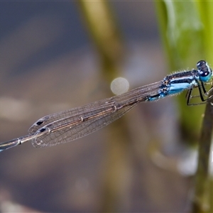 Ischnura heterosticta (Common Bluetail Damselfly) at Strathnairn, ACT by KorinneM