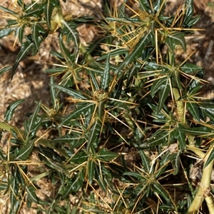 Xanthium spinosum (Bathurst Burr) at Lawson, ACT by AlisonMilton